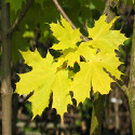 Norway Maple Princeton Gold Tree (Acer platanoides 'Princeton Gold') **PRICE INCLUDES FREE UK MAINLAND DELIVERY**